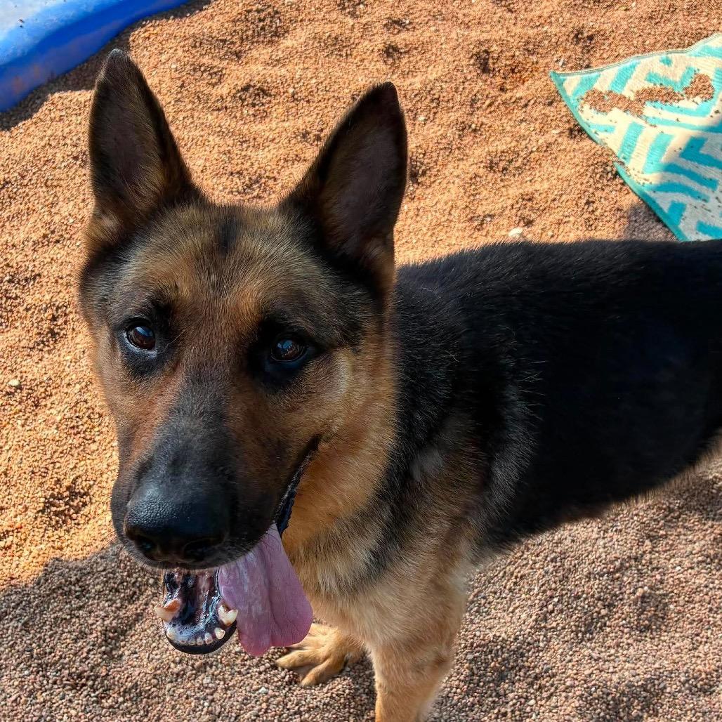 Blue, Adoptable, Senior Male German Shepherd Dog.