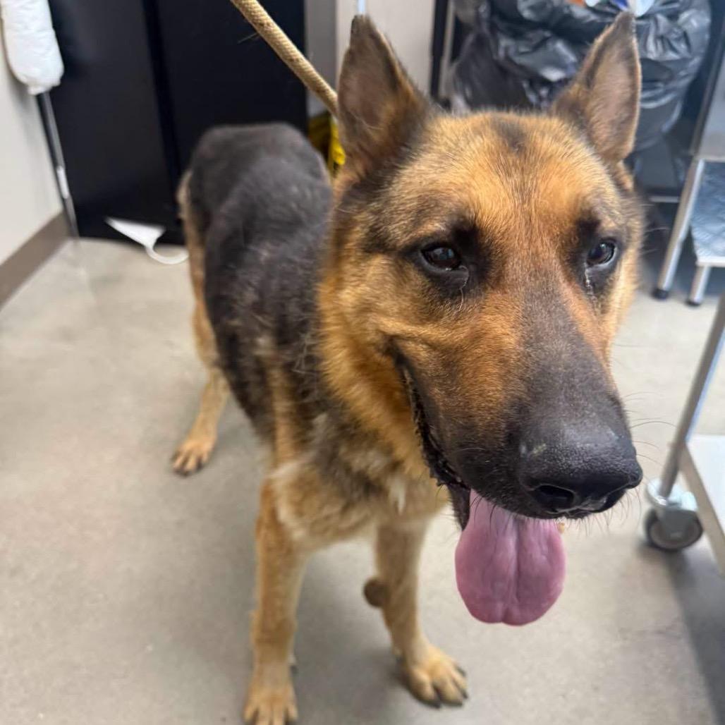 Blue, a Adoptable German Shepherd Dog in Sand Springs, OK image 2/2