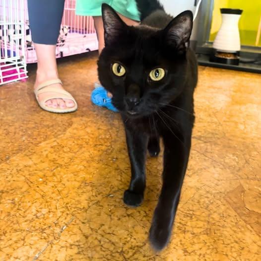 Inkspot (Bonded with Ms Kitty), Adoptable, Adult Male Domestic Short Hair.
