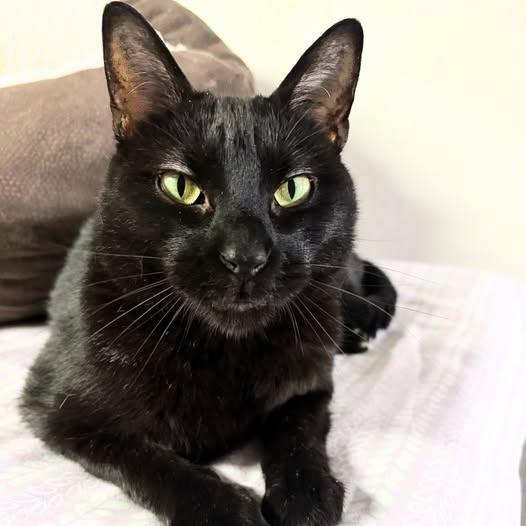 Inkspot (Bonded with Ms Kitty), a Adoptable mixed breed in St. Louis, MO image 2/3