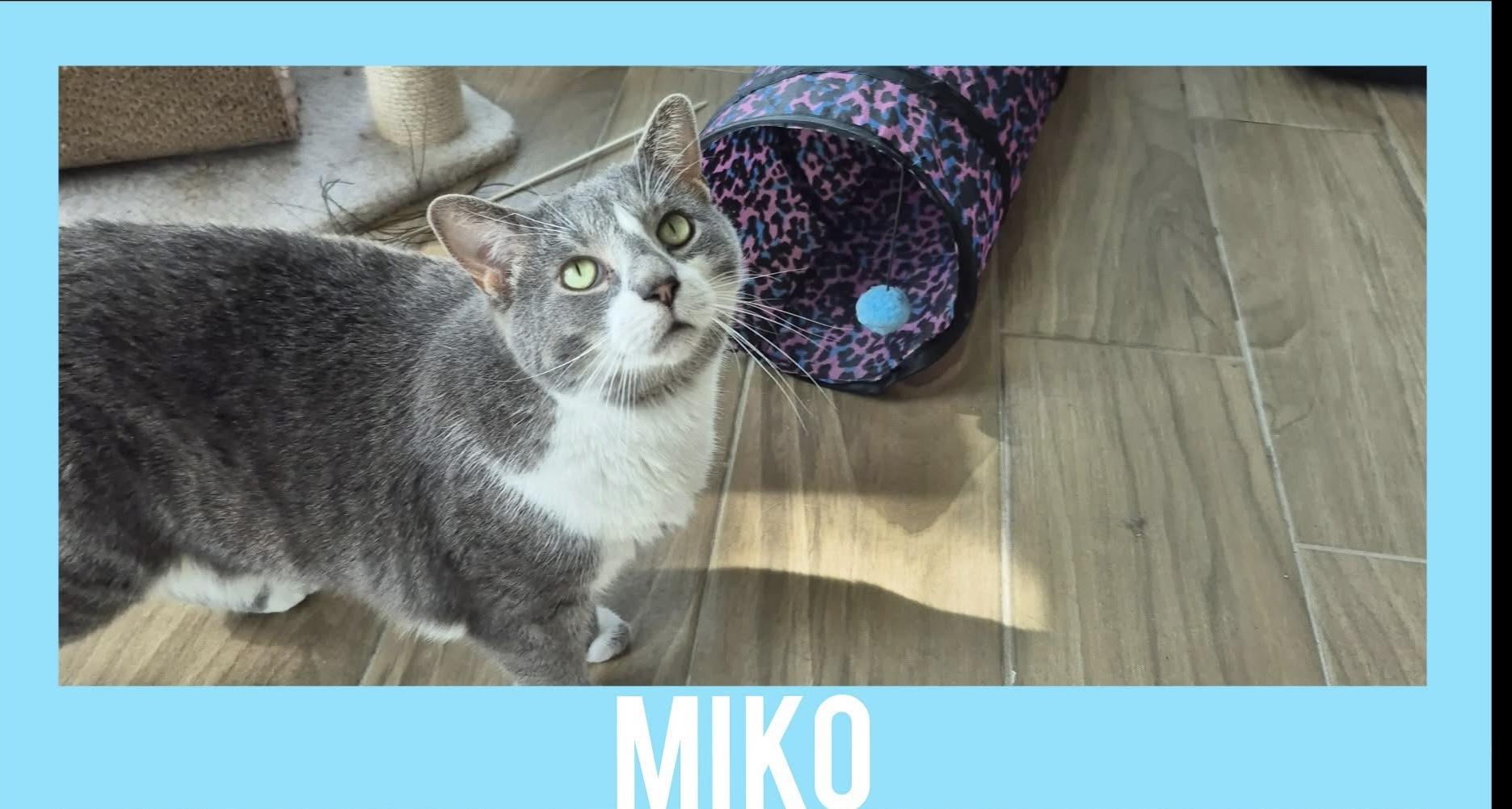 Miko, Adult Male Domestic Short Hair