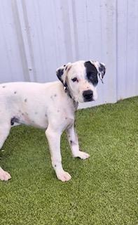 Beau, a ADOPTABLE American Bully in Winter Haven, FL image 4/6