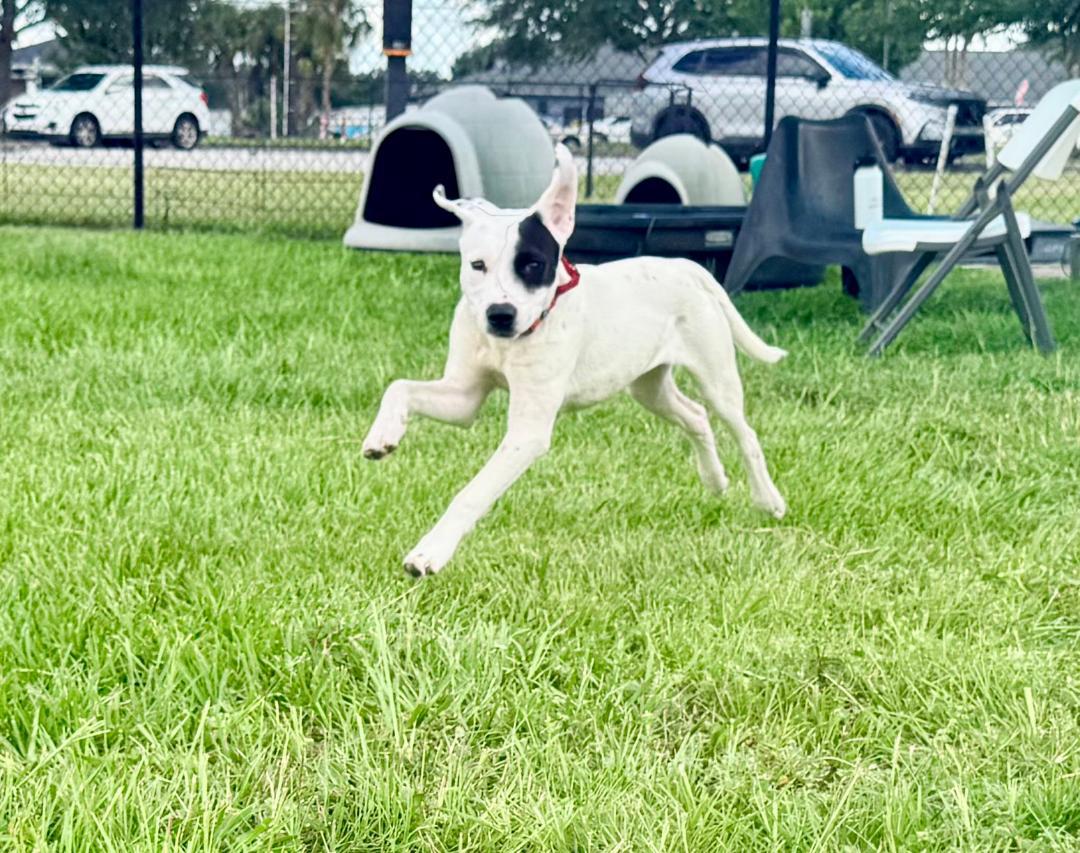 Beau, a ADOPTABLE American Bully in Winter Haven, FL image 3/6