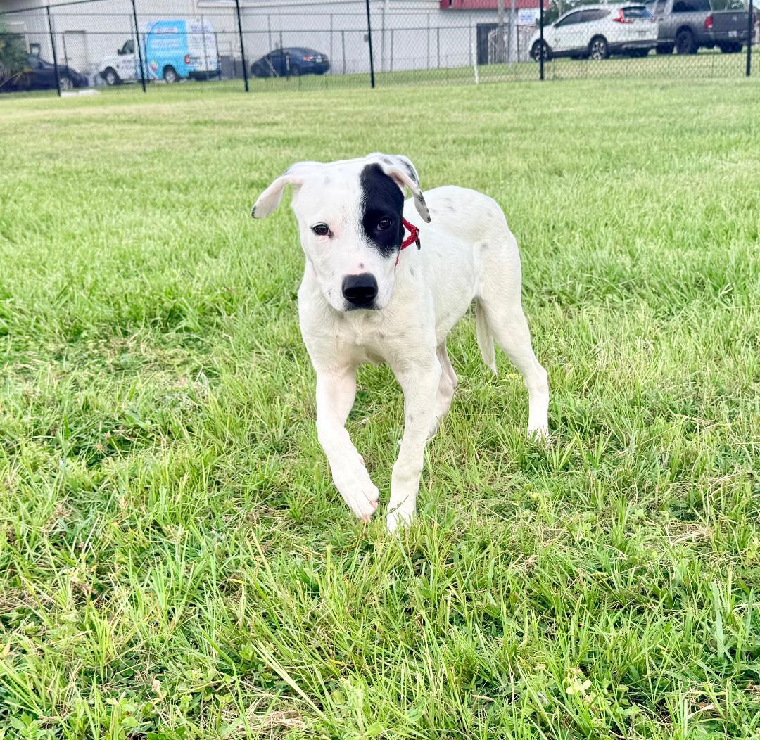 Beau, a ADOPTABLE American Bully in Winter Haven, FL image 2/6