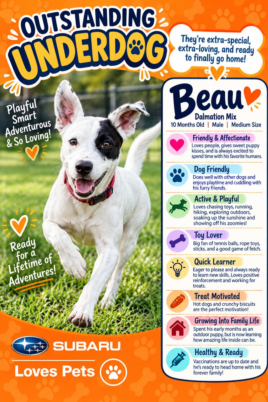 Beau, Adoptable, Young Male American Bully.