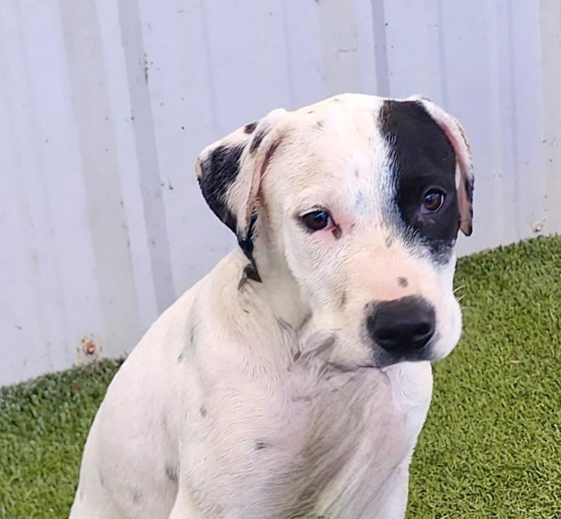 Beau, a ADOPTABLE American Bully in Winter Haven, FL image 5/6