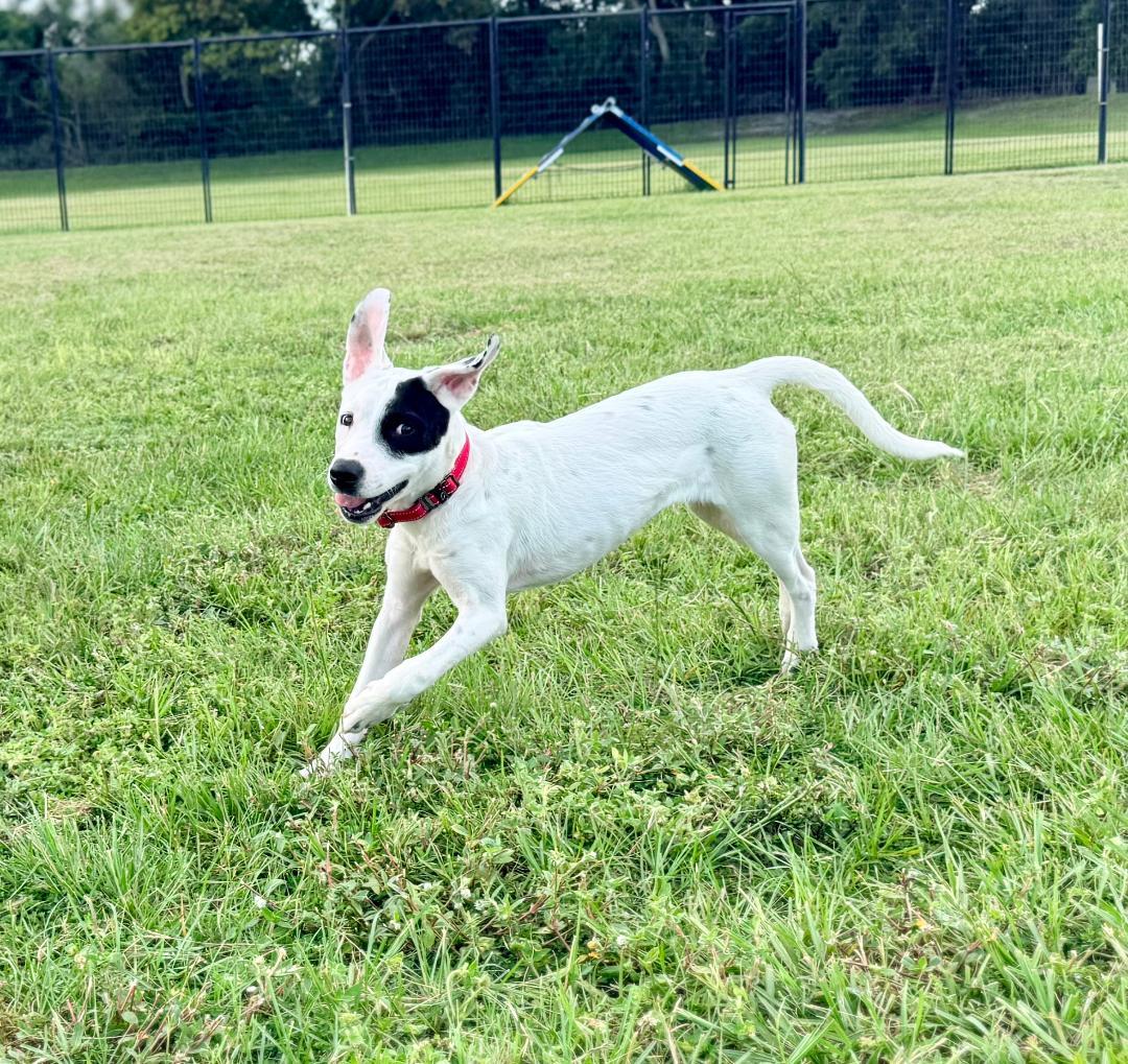Beau, ADOPTABLE, Young Male American Bully.