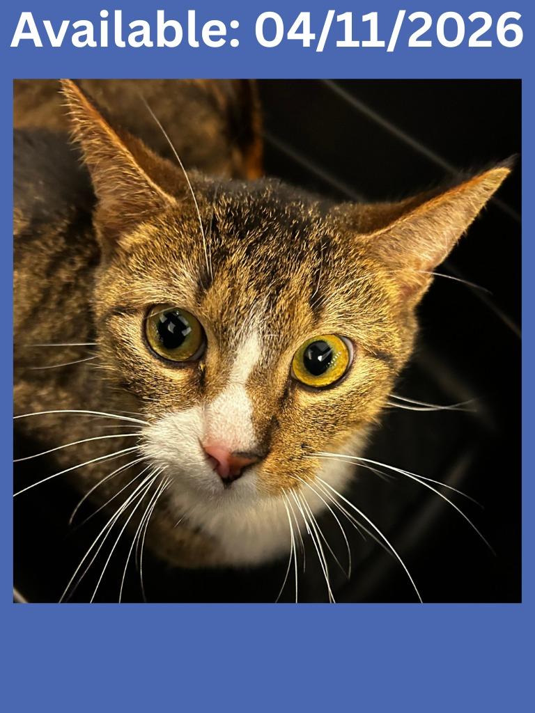 Enlarge Cat Condo #10, a Adoptable mixed breed in Greenville, TX image 1/1