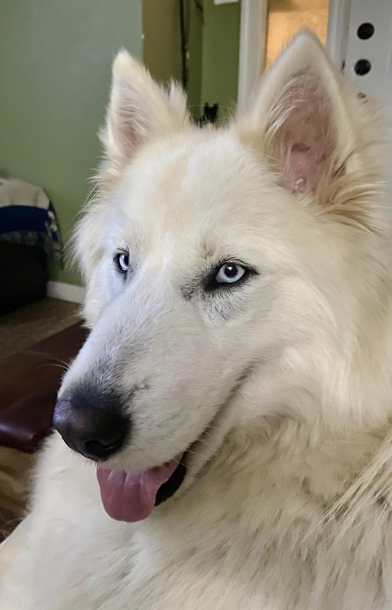 Enlarge Rex, a Adopted mixed breed in Rockford, IL image 5/5