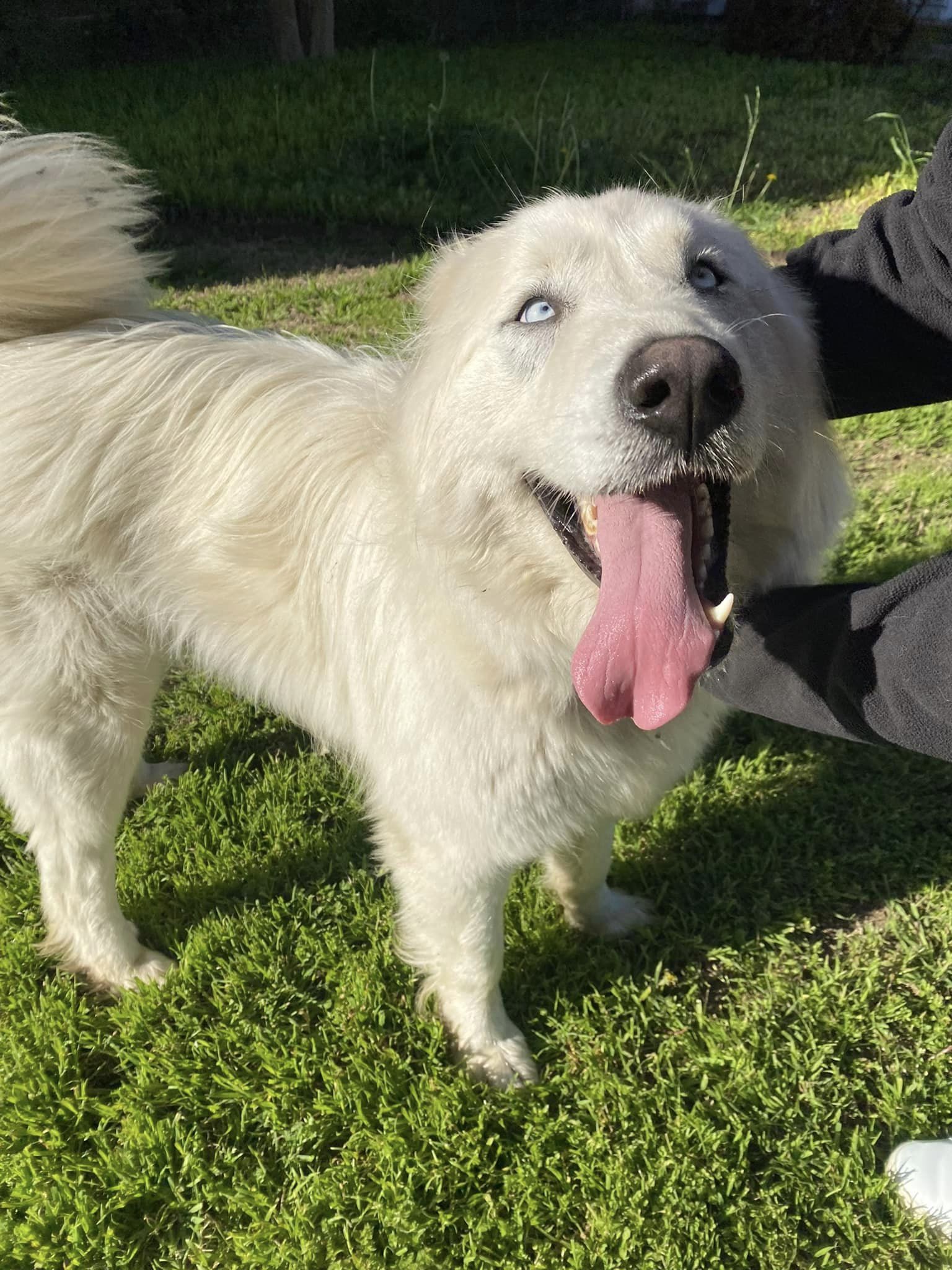 Enlarge Rex, a Adopted mixed breed in Rockford, IL image 4/5