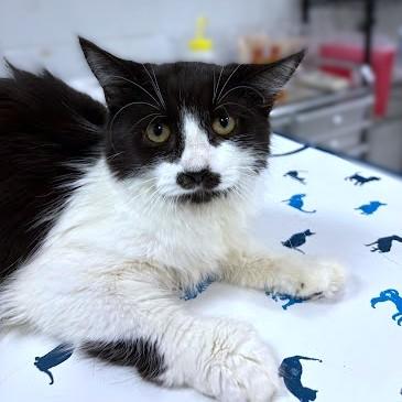 Vana, Adoptable, Young Female Domestic Short Hair & Domestic Short Hair.