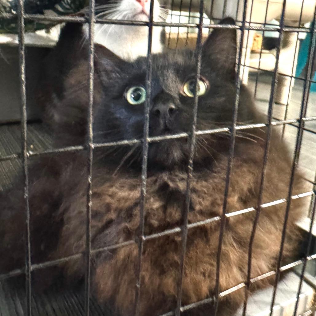 Chicken Noodle Soup, a Adoptable Domestic Medium Hair in Redwood Valley, CA image 1/4