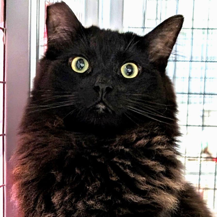 Chicken Noodle Soup, a Adoptable Domestic Medium Hair in Redwood Valley, CA image 2/6