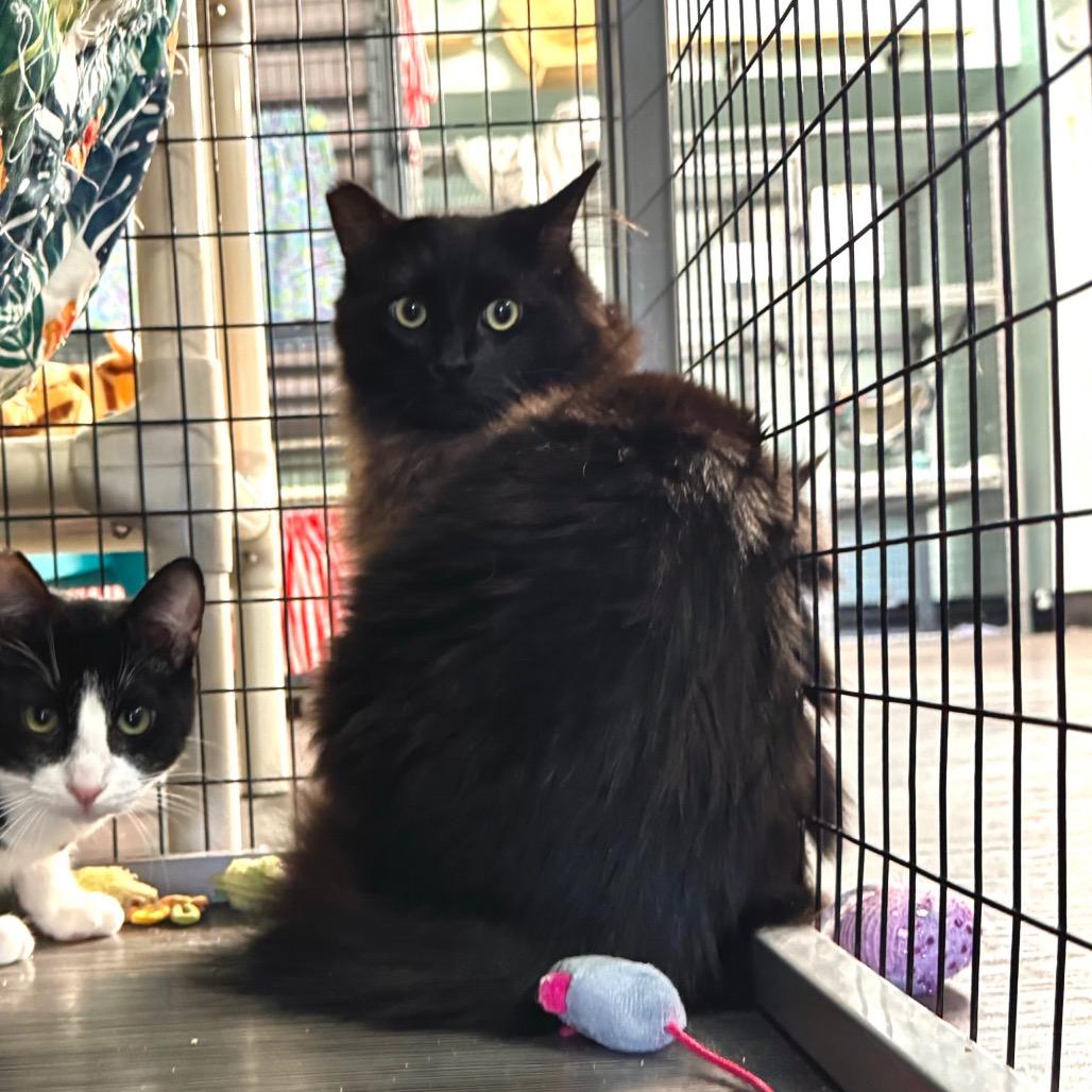 Chicken Noodle Soup, a Adoptable Domestic Medium Hair in Redwood Valley, CA image 2/4