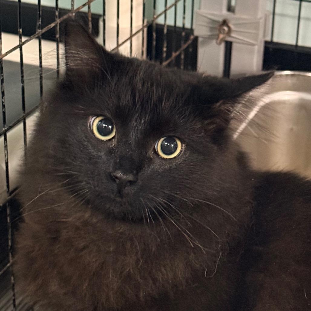 Chicken Noodle Soup, Adoptable, Kitten Male Domestic Medium Hair.