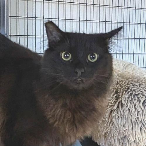 Chicken Noodle Soup, a Adoptable Domestic Medium Hair in Redwood Valley, CA image 5/6