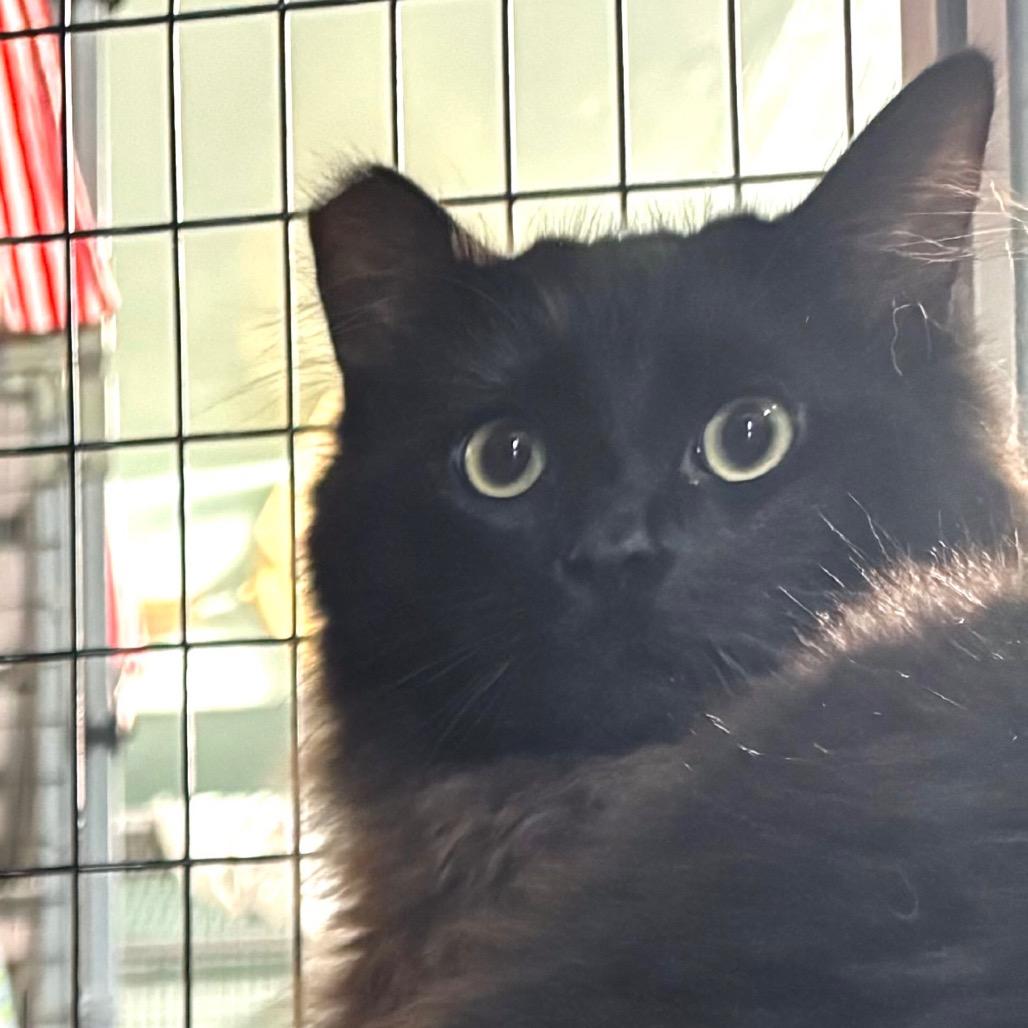 Chicken Noodle Soup, a Adoptable Domestic Medium Hair in Redwood Valley, CA image 4/4