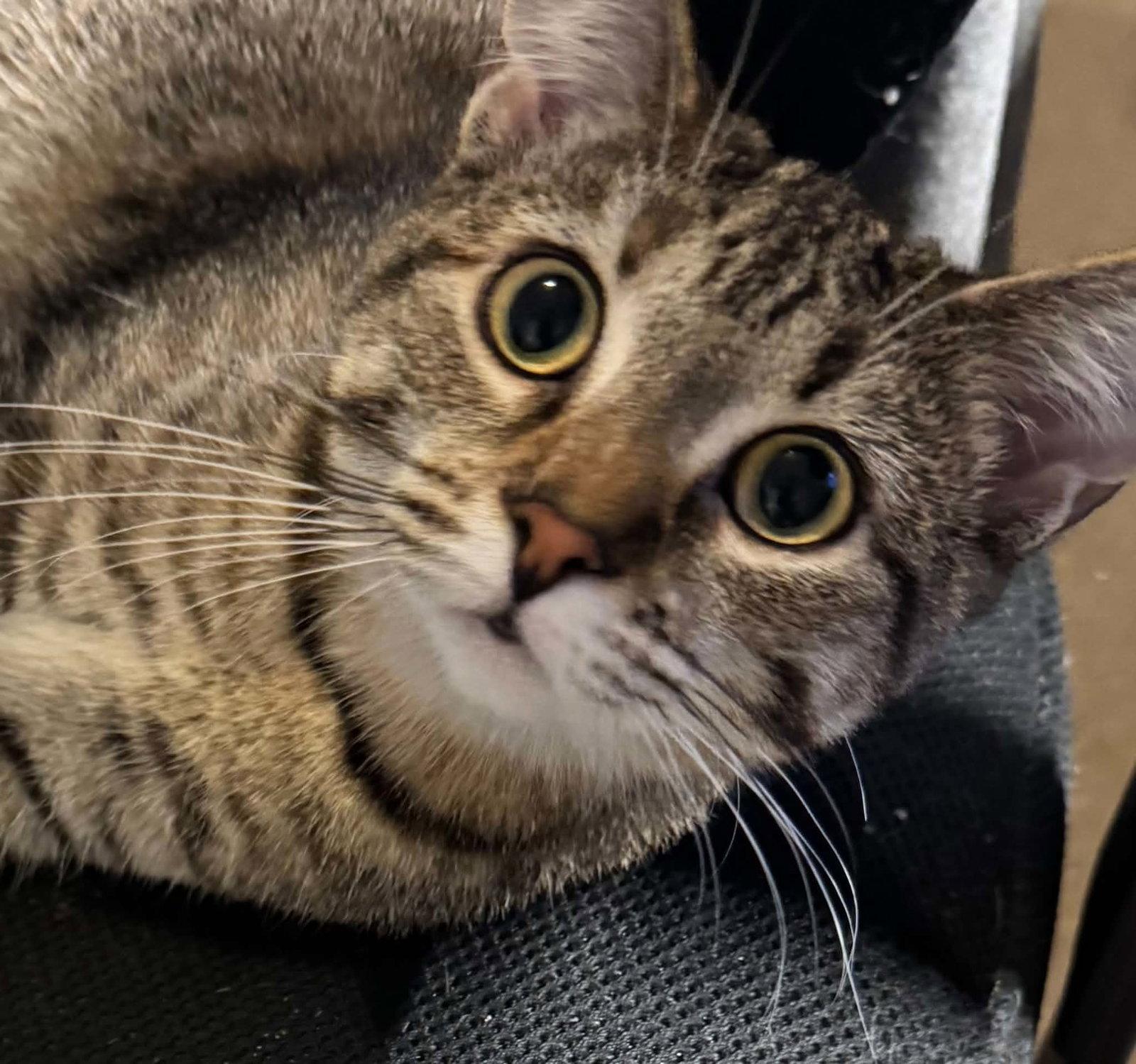 Enlarge Claire, a Adoptable Tabby in Orleans, ON image 2/3