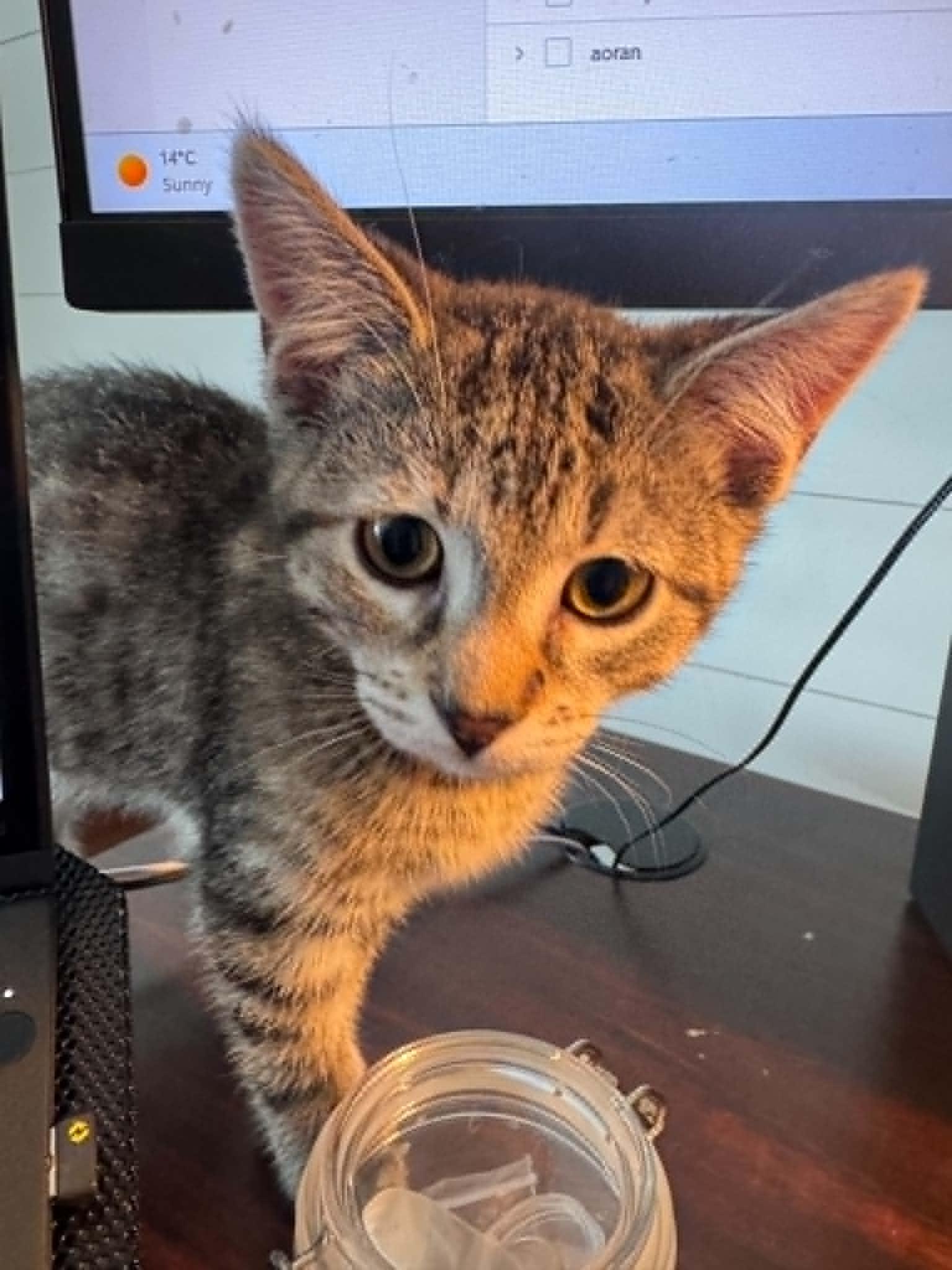 Enlarge Claire, a Adoptable Tabby in Orleans, ON image 2/2