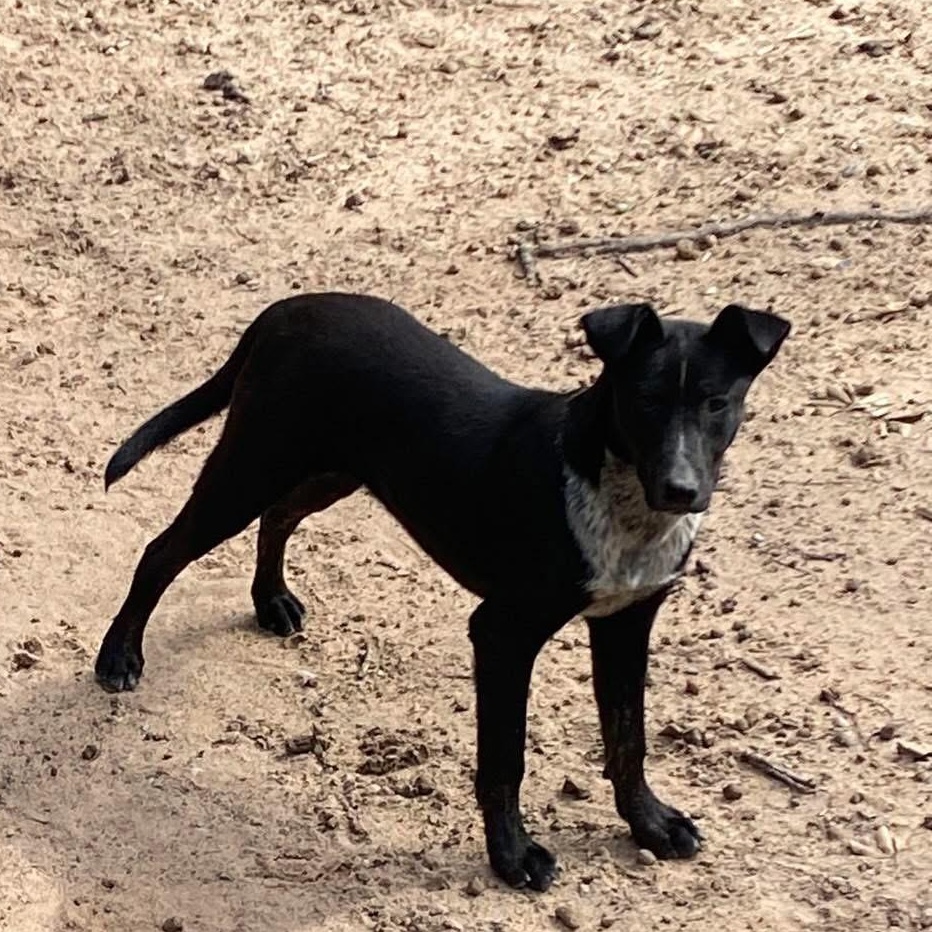 Enlarge INDY, an adopted mixed breed in conroe, TX image 3/5