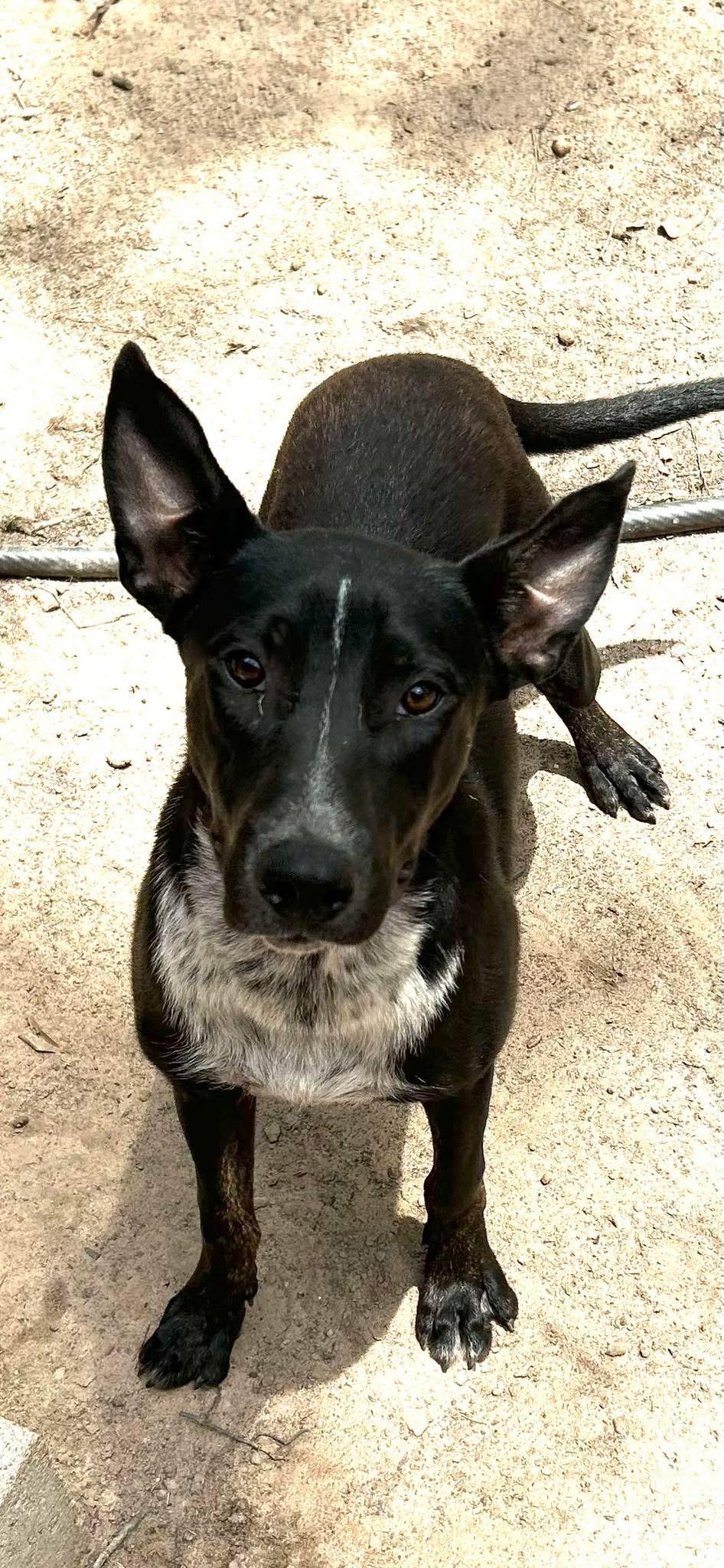 Enlarge INDY, an adopted mixed breed in conroe, TX image 4/5