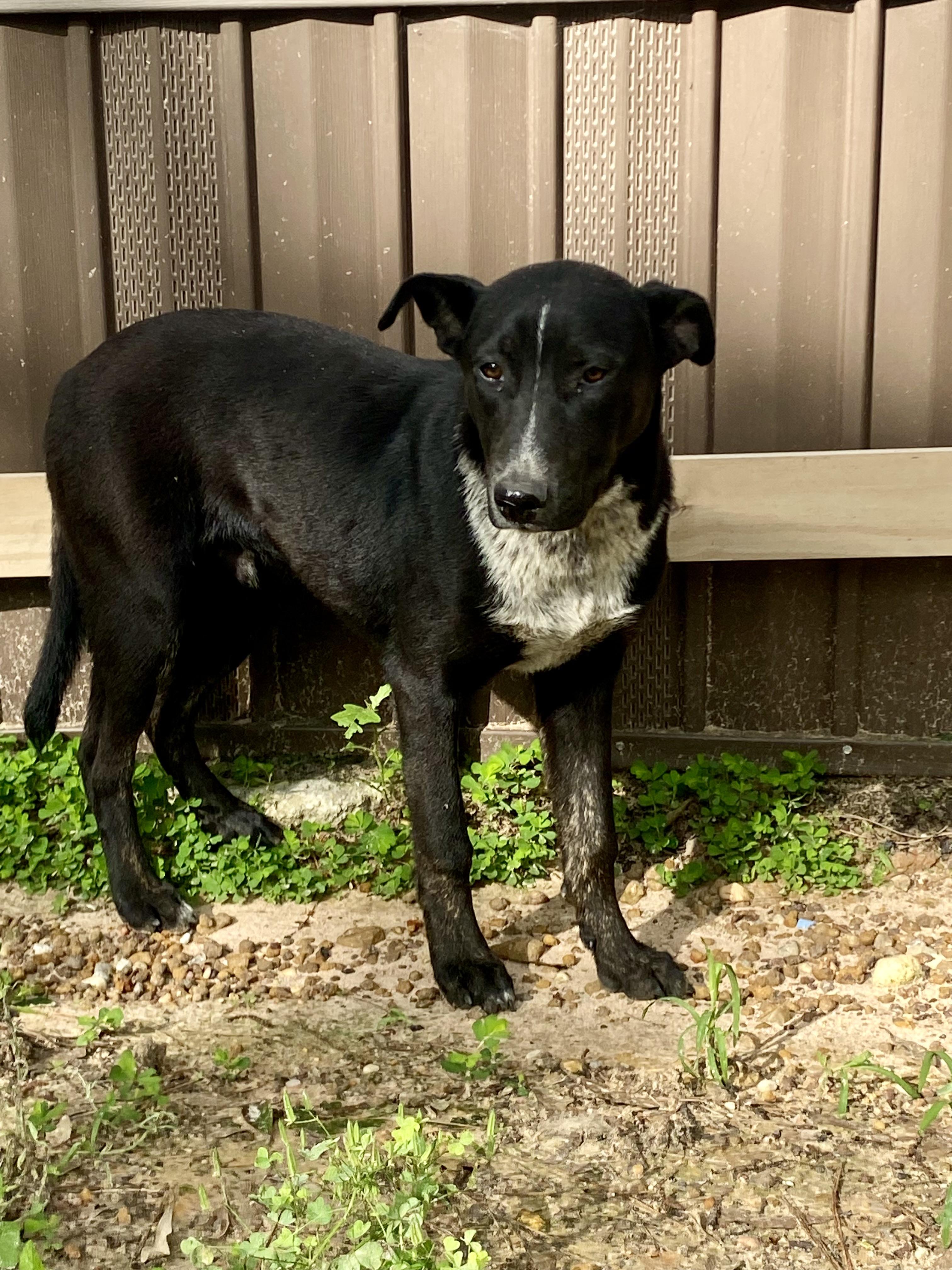 Enlarge INDY, an adopted mixed breed in conroe, TX image 2/5