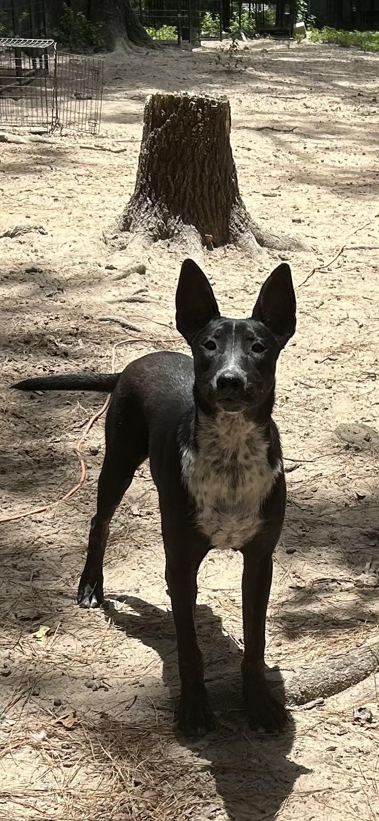 Enlarge INDY, an adopted mixed breed in conroe, TX image 5/5