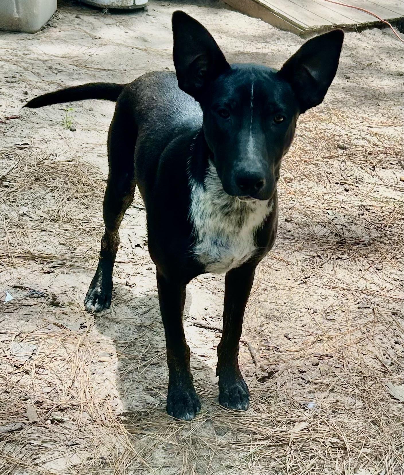 Enlarge INDY, an adopted mixed breed in conroe, TX image 1/5
