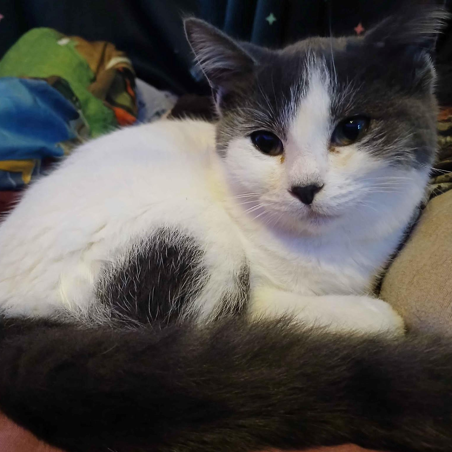 Enlarge Ginny, an adopted mixed breed in Westland, MI image 1/1