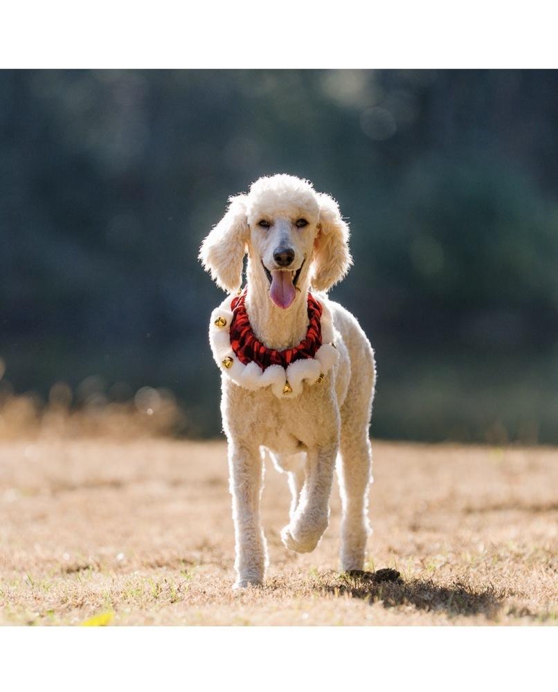 Enlarge Tiggy, a Adoptable Standard Poodle in Dunwoody, GA image 1/4