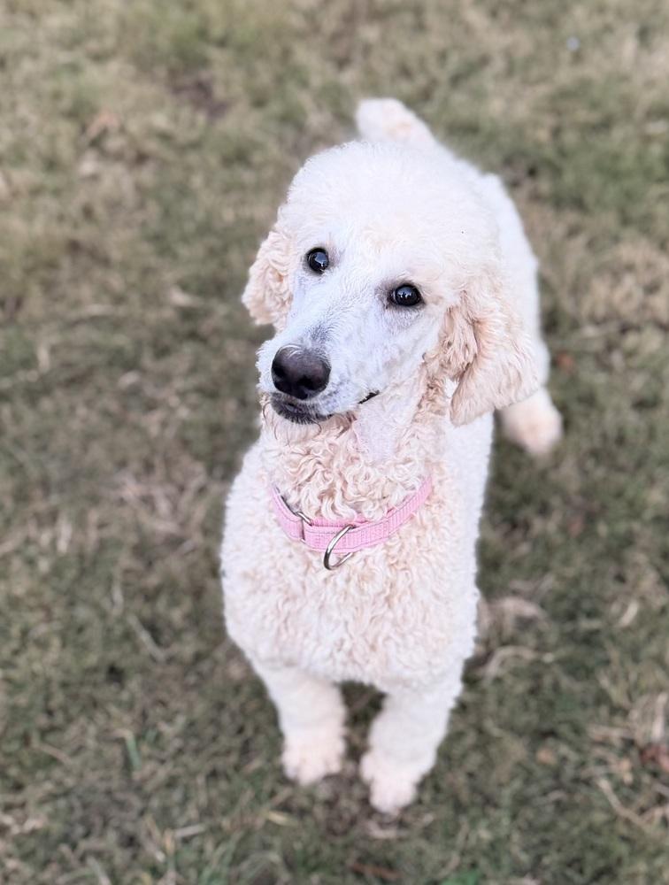 Tiggy, Adoptable, Adult Female Standard Poodle.