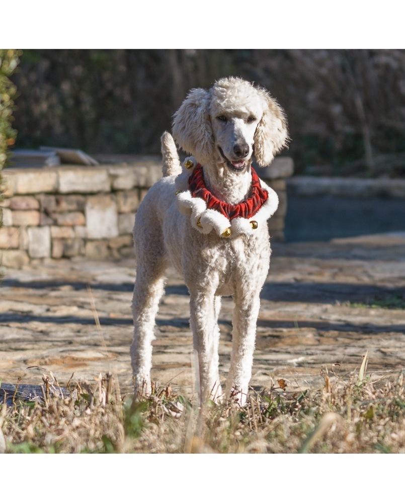 Enlarge Tiggy, a Adoptable Standard Poodle in Dunwoody, GA image 2/4