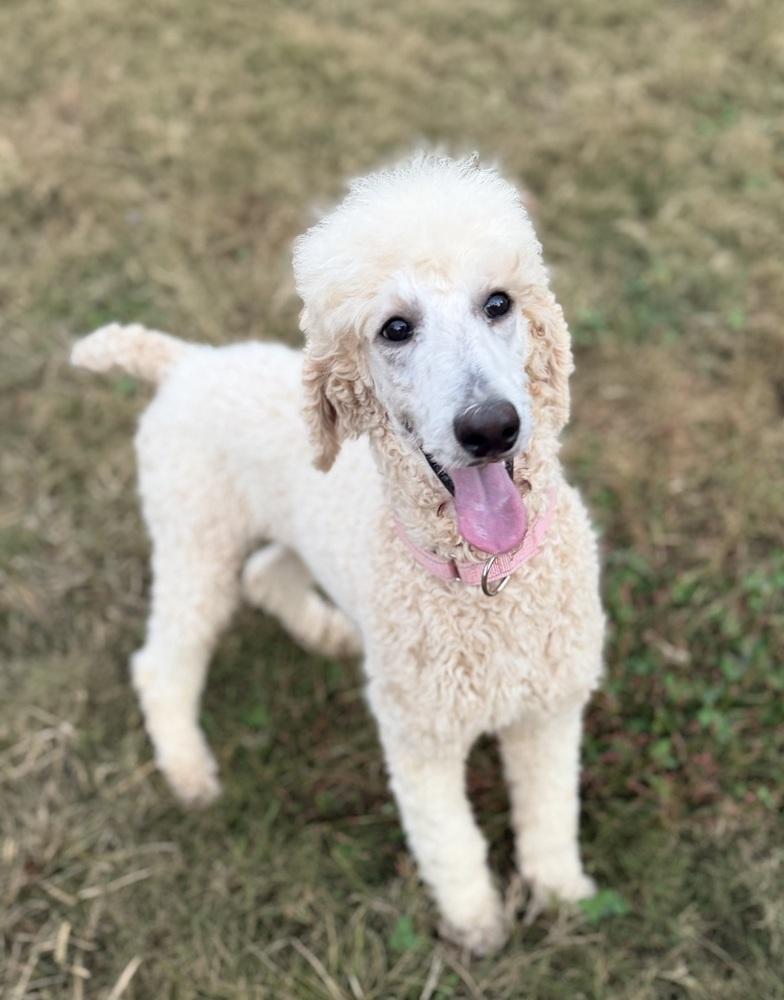 Tiggy, a Adoptable Standard Poodle in Dunwoody, GA image 2/3