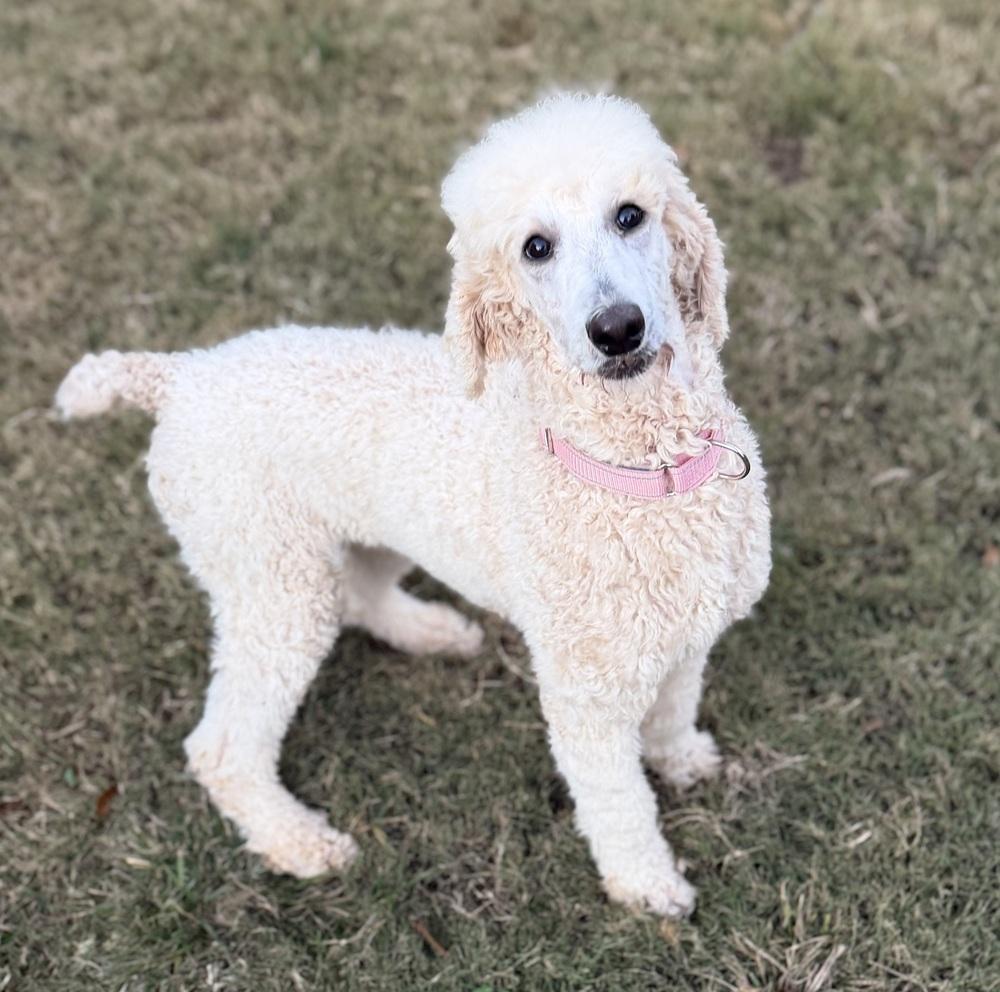 Tiggy, a Adoptable Standard Poodle in Dunwoody, GA image 3/3
