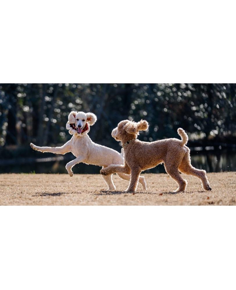 Enlarge Tiggy, a Adoptable Standard Poodle in Dunwoody, GA image 3/4