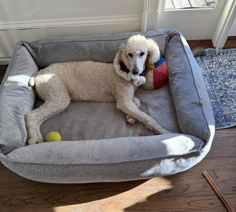 Enlarge Tiggy, a Adoptable Standard Poodle in Dunwoody, GA image 4/4
