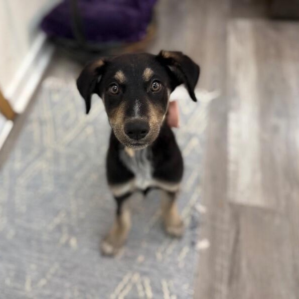 Chocolate Chip Cookie — thumbnail 2