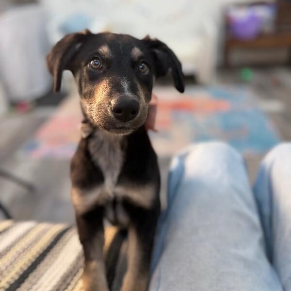 Chocolate Chip Cookie — thumbnail 3