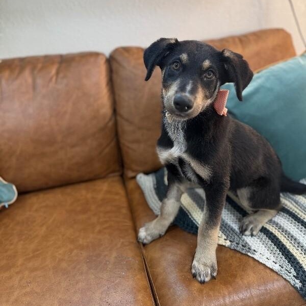 Chocolate Chip Cookie — thumbnail 5