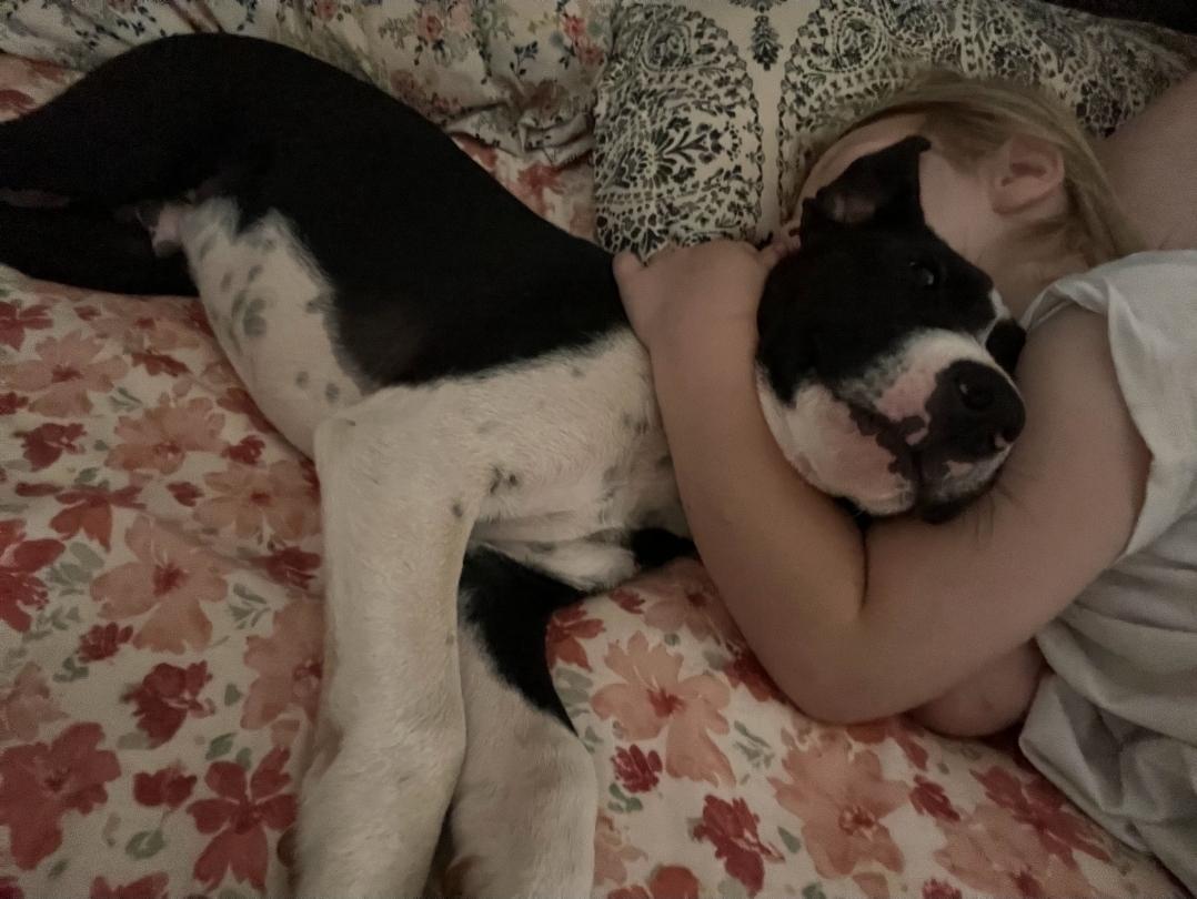 Enlarge Cookie, a Adoptable mixed breed in Colonial Heights, VA image 3/4