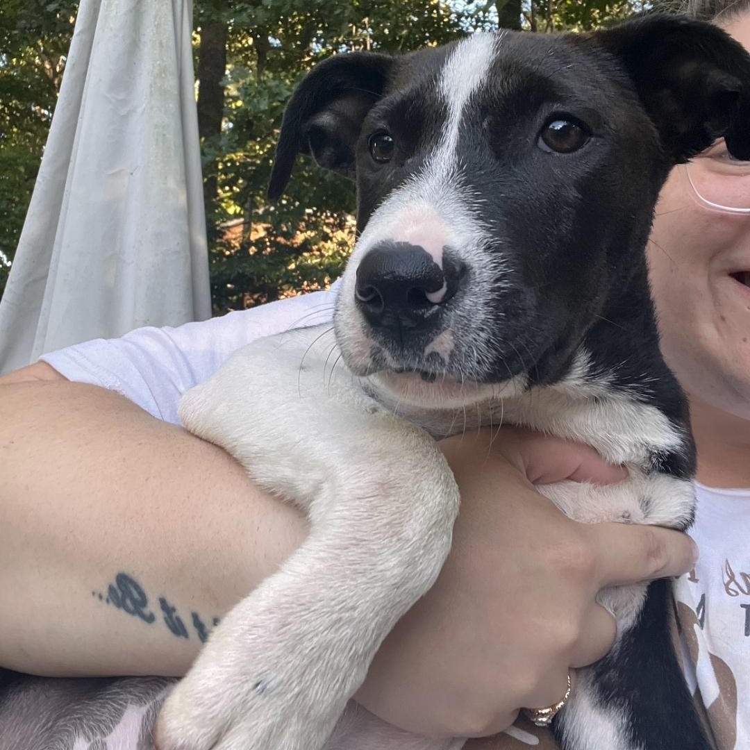 Enlarge Cookie, a Adoptable mixed breed in Colonial Heights, VA image 1/4