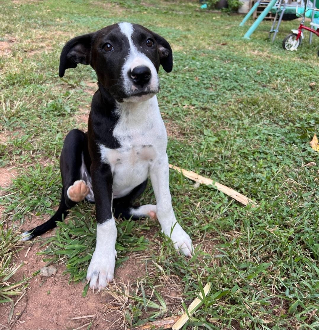 Enlarge Cookie, a Adoptable mixed breed in Colonial Heights, VA image 2/4