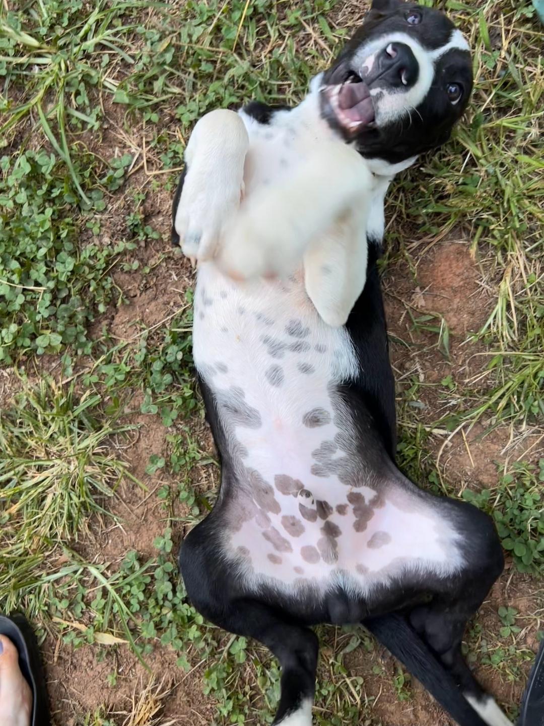 Enlarge Cookie, a Adoptable mixed breed in Colonial Heights, VA image 4/4