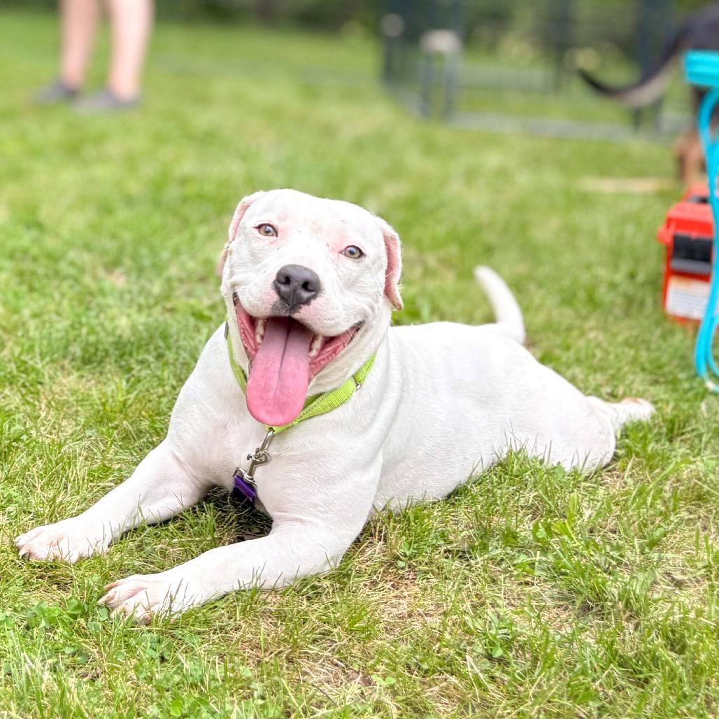 Elsa, Adoptable, Adult Female Mixed Breed.