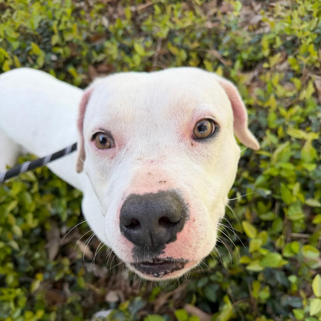 Elsa, a Adoptable Mixed Breed in Springboro, OH image 2/6