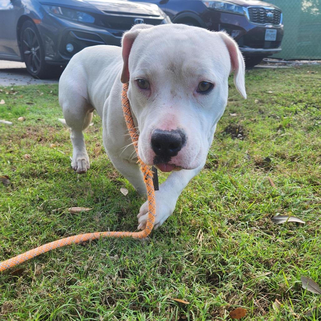 Elsa, a Adoptable Mixed Breed in Springboro, OH image 3/6