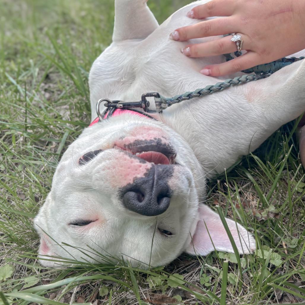 Elsa, a Adoptable Mixed Breed in Springboro, OH image 4/6