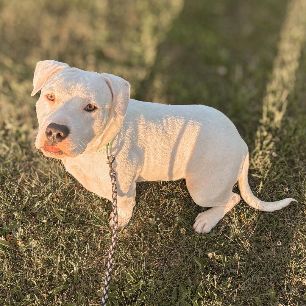 Elsa, a Adoptable Mixed Breed in Springboro, OH image 5/6