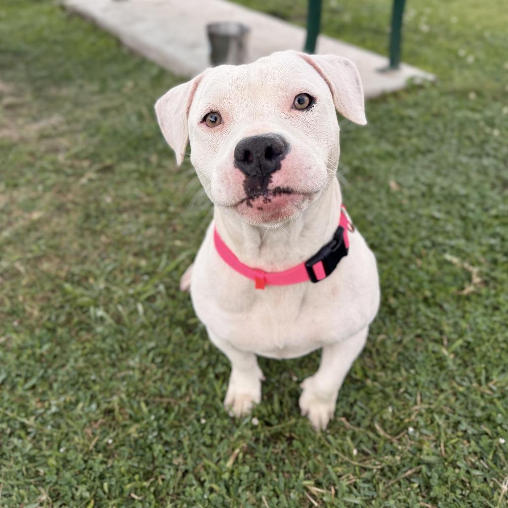 Elsa, a Adoptable Mixed Breed in Springboro, OH image 6/6