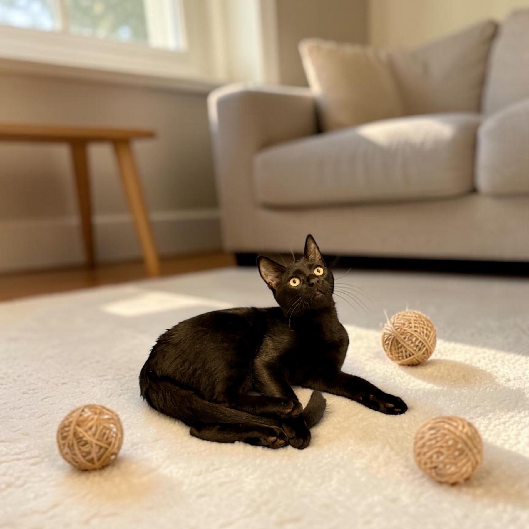 Enlarge Sweet Ninja, a Adoptable Domestic Short Hair in Boca Raton, FL image 4/5